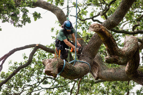 Best Tree Risk Assessment  in Potosi, TX