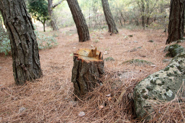 Professional Tree Care in Potosi, TX