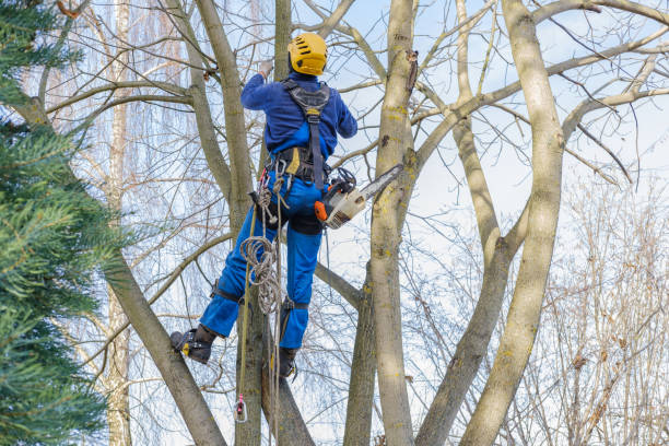 Best Tree Removal  in Potosi, TX