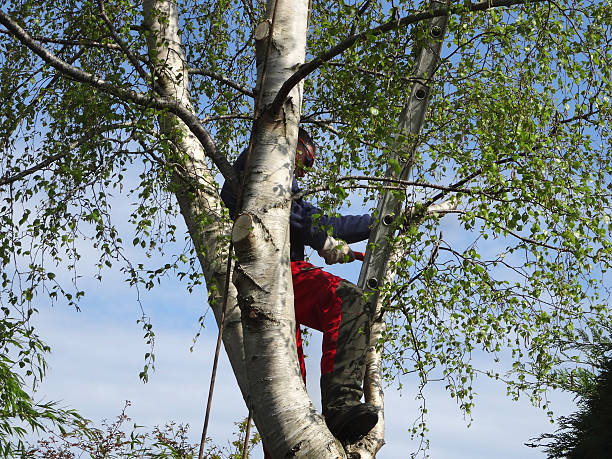 How Our Tree Care Process Works  in  Potosi, TX